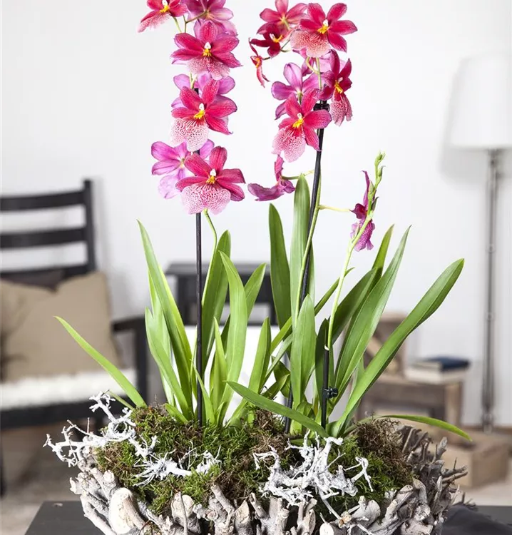 Cambria-Orchidee