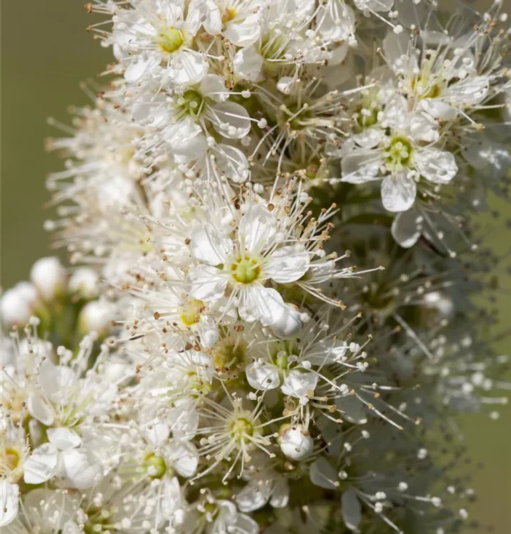 Niedrige Fiederspiere