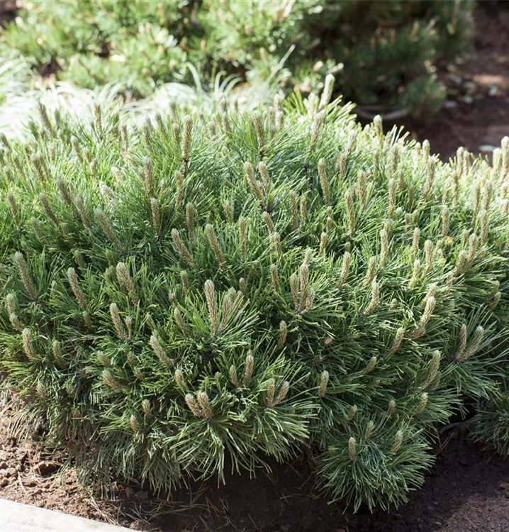 Niedrige Krüppelkiefer