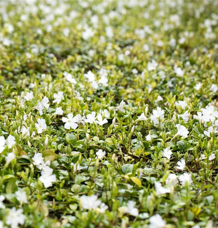 Kleinblättriges Immergrün