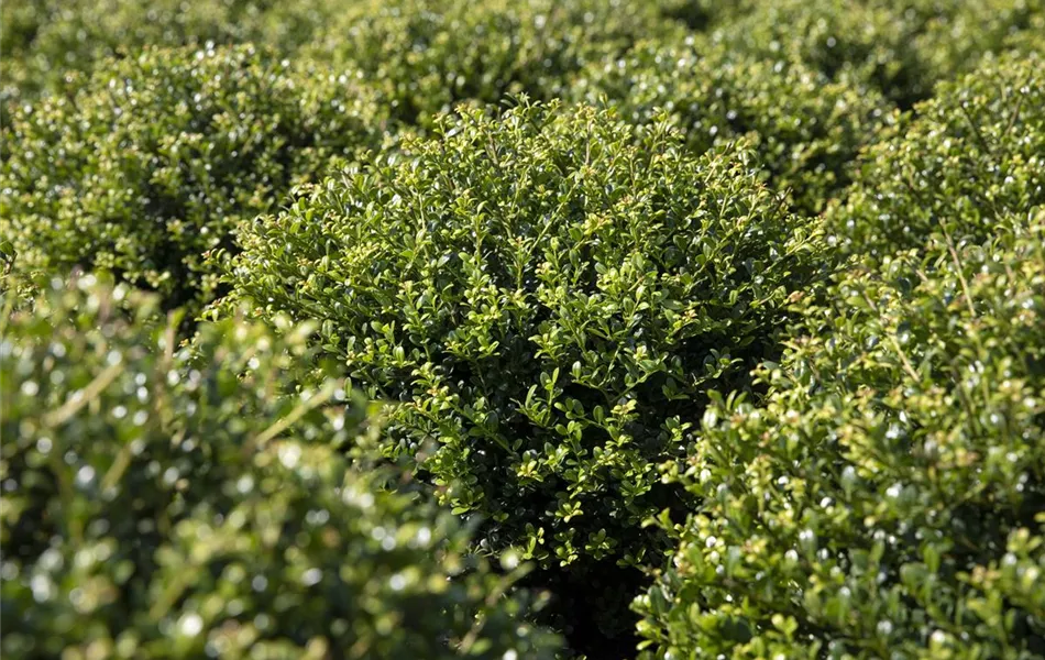 Ilex crenata