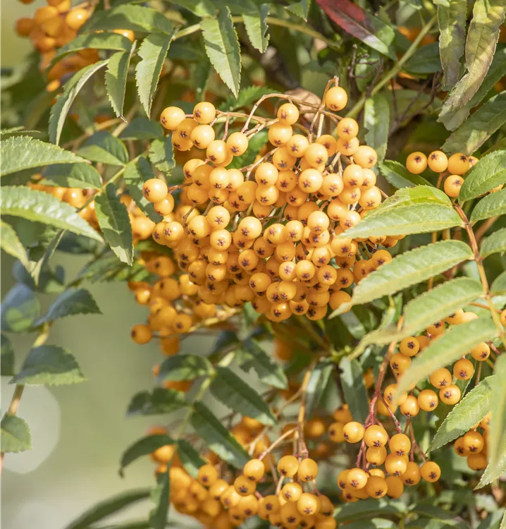 Eberesche 'Autumn Spire'®