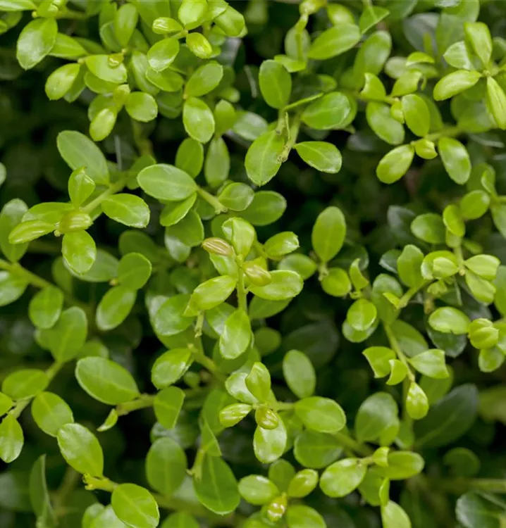 Berg-Ilex 'Buxilex'®