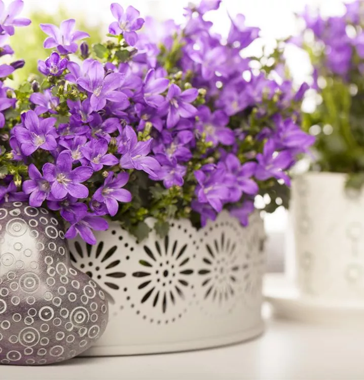 Dalmatiner Polster-Glockenblume