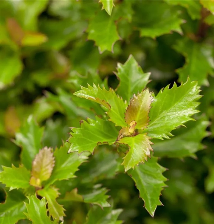 Ilex 'Little Rascal'®