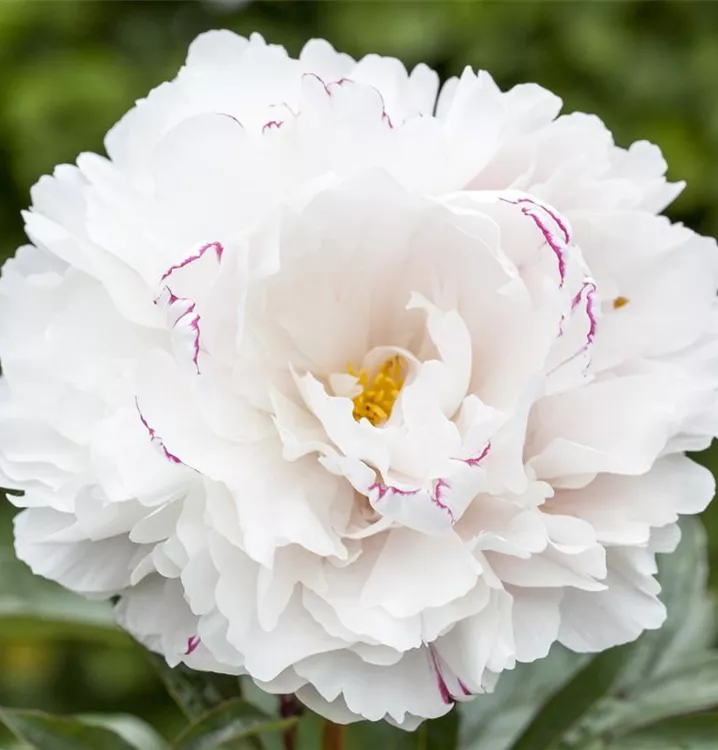 Asiatische Pfingstrose