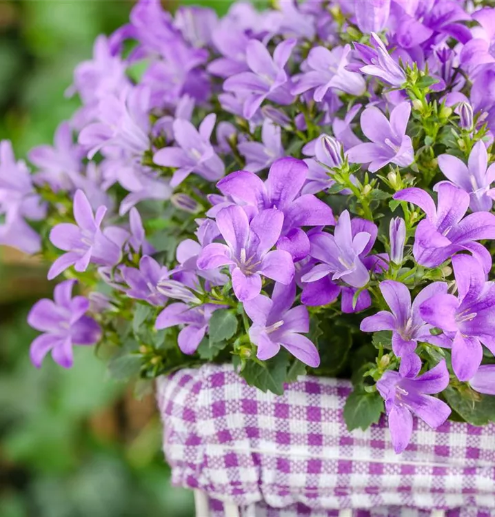 Hängepolster-Glockenblume