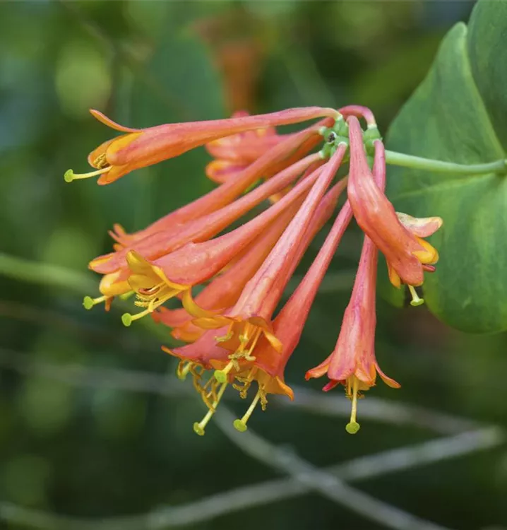 Rote Geißschlinge 'Dropmore Scarlet'