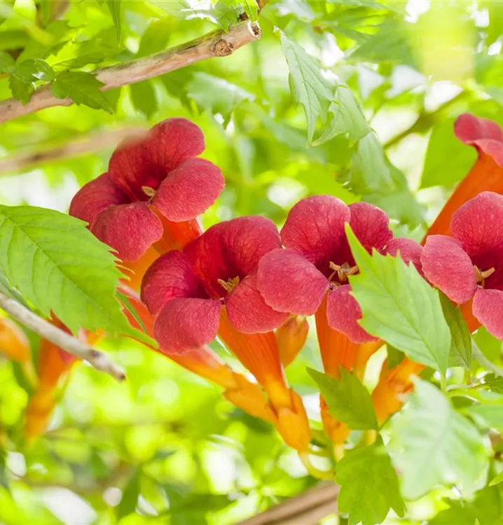 Rote Kletter-Trompetenblume