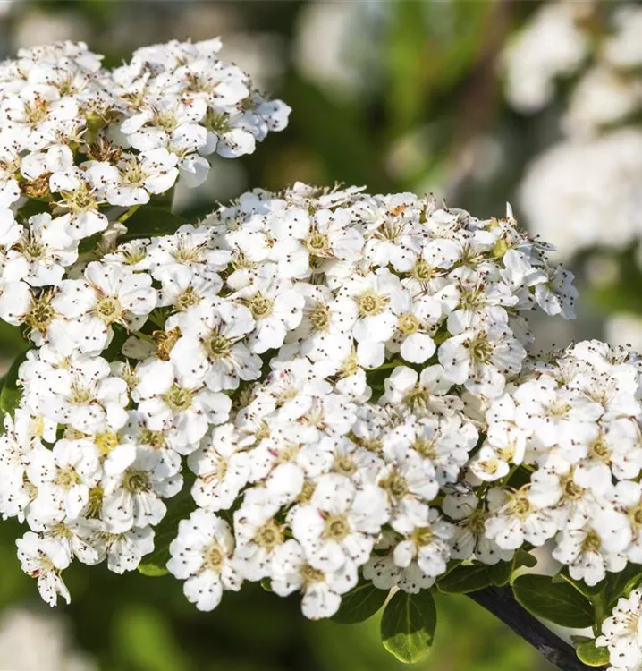 Strauchspiere 'Snowmound'