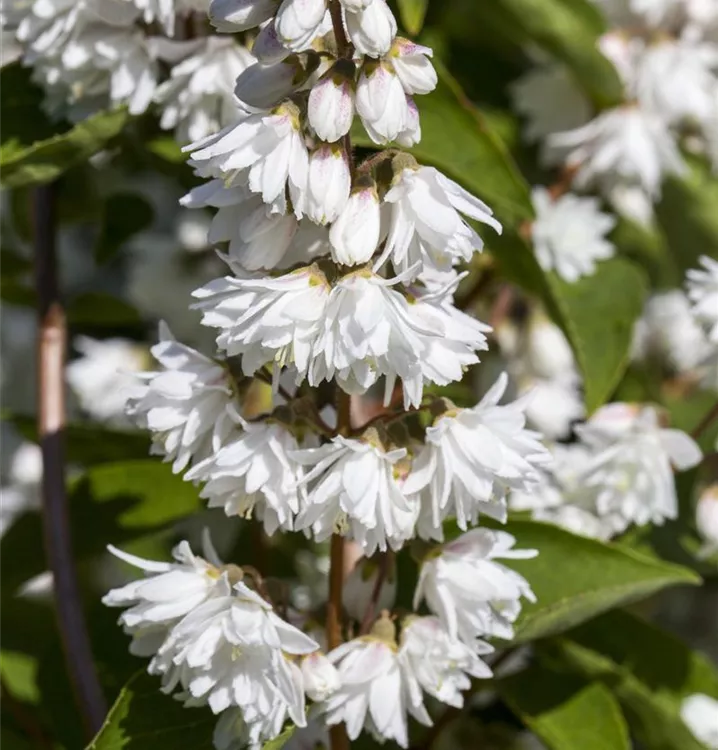 Gefüllter Sternchenstrauch 'Plena'
