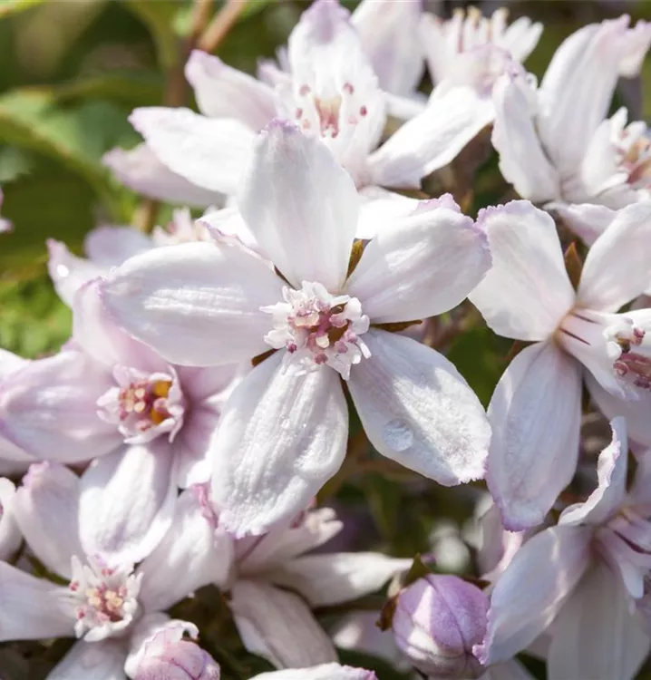 Rosendeutzie 'Mont Rose'