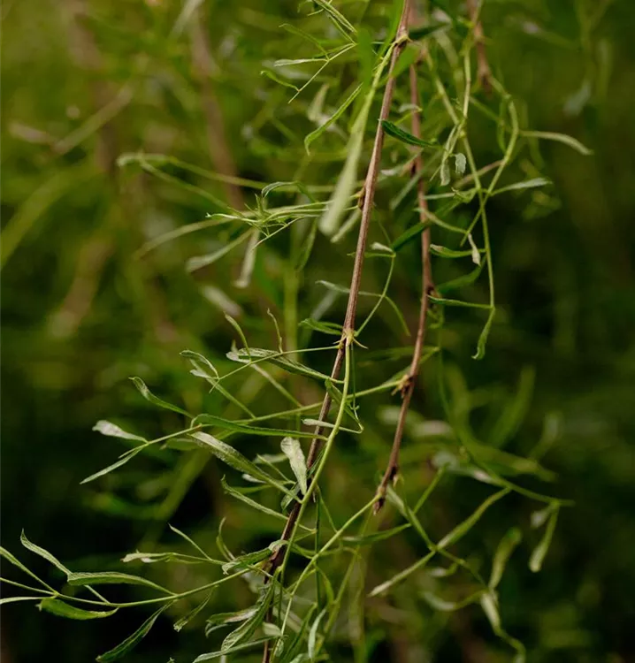Gewöhnlicher Erbsenstrauch
