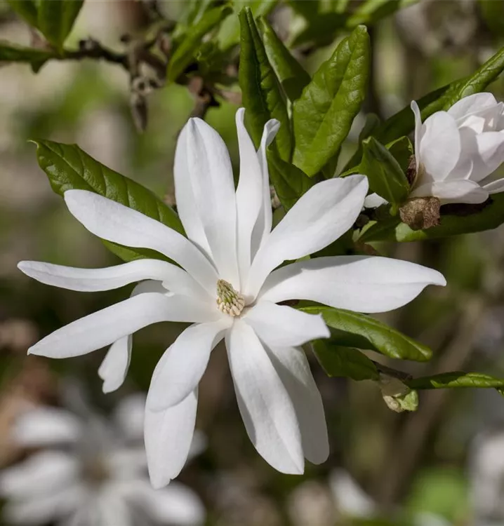 Sternmagnolie