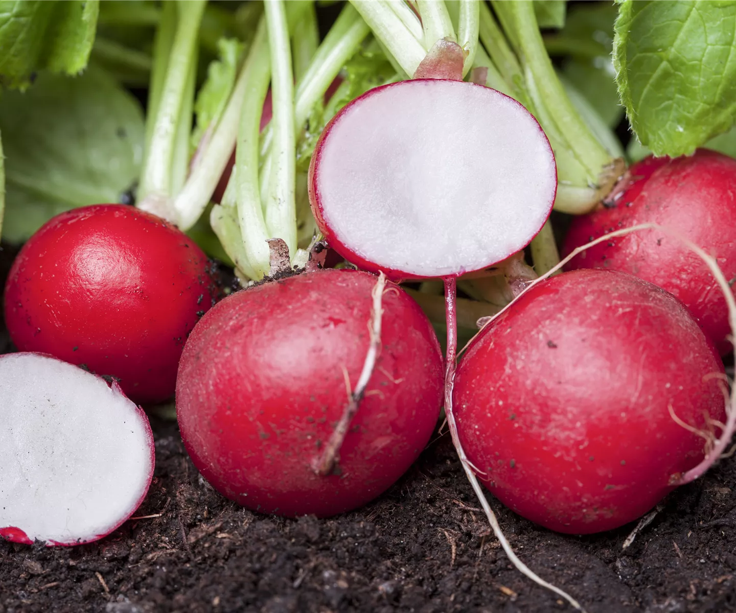 Gemüse für ungeduldige Gärtner: Sprinter im Gemüsebeet