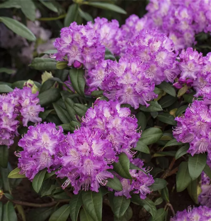 Rhododendron-Hybride 'Alfred'