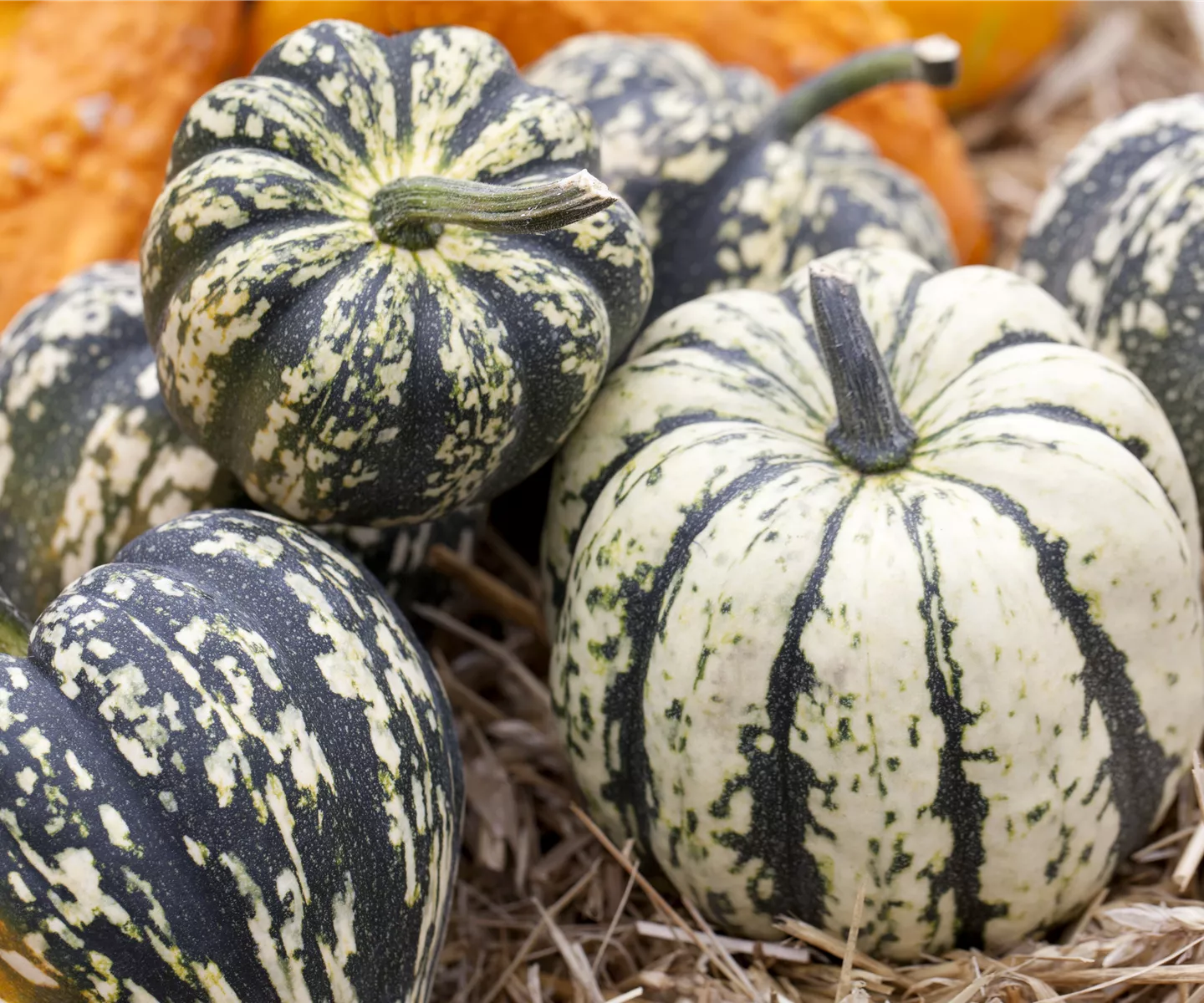Reife Kürbisse ernten