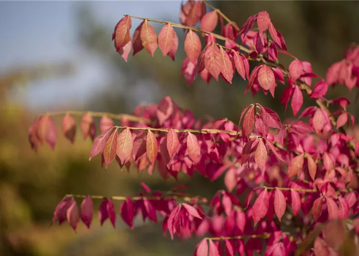Was tun mit dem Herbstlaub?