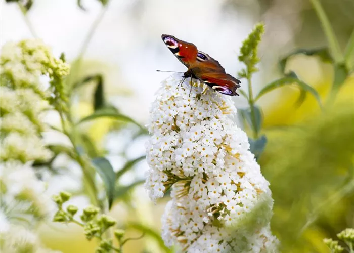 Der Naturgarten: der Ausgleich zum Arbeitsalltag